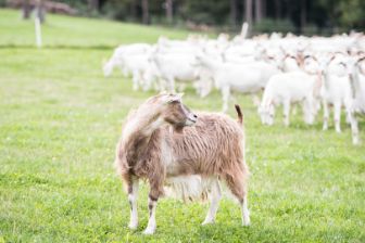 Ziegen auf Wiese mit einer Ziege im Vordergrund