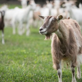 Ziegen auf Weide mit einer Ziege im Vordergrund