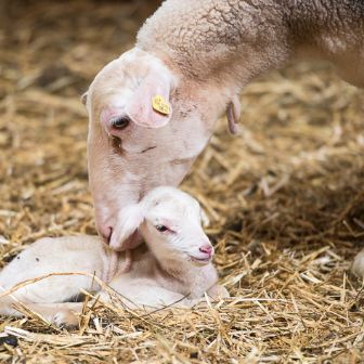 liegendes Babyschaf mit Mutterschaf auf Heu